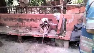 Monkey Feast in Rishikesh, India