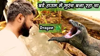 Mystery solved | Dragon Attack My Bird in bird house ? | #mystery #petsvlog #keshavshortsvlogs