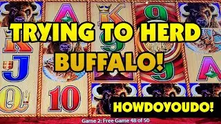 TRYING TO HERD A BUFFALO!
