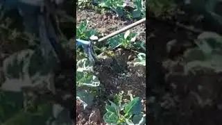 способ убрать сорняк
