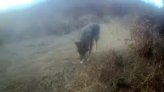 Hrajúci sa vlci. Krívajúci vlk. A pes z osady.