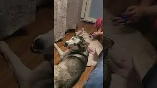 when huskies shedding! #siberianhusky #pet #viraldogsvideos