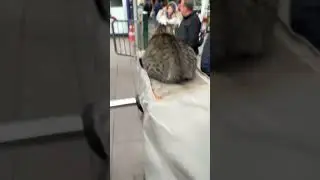 кот-контролёр