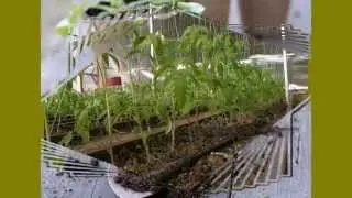 Выращивание рассады огурцов для теплицы в парниках