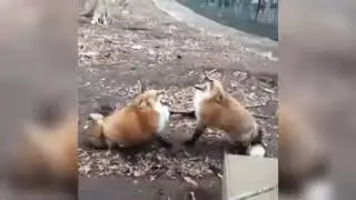 Лисы ржут. Ржущие лисы. Смешное видео.