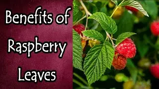Benefits of Raspberry Leaves