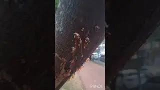De onde vem o âmbar?