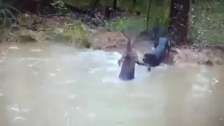 Funny animal compilation