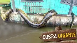 Cobras gigantes capturadas em 2022