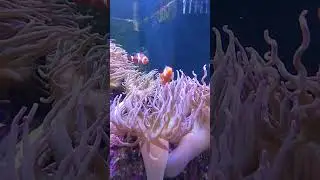 #clownfish