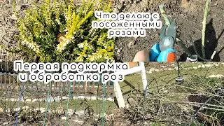 Первая подкормка и обработка роз🌹Продолжаем реанимацию роз👩‍🔧Что делаю с розами весенней посадки☝️