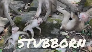 Stubborn Baby Monkey get Lessons to be Remember for life | Angry Monkey Videos