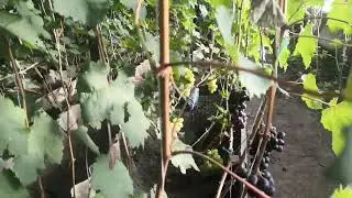 возвращаемся к Ватре.