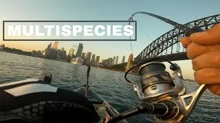 Sydney Harbour Fishing Multi Species