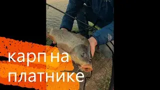 Флэт фидер как он есть. Ловля карпа на флэт весной