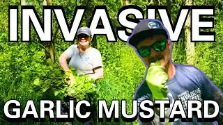 We removed one of Ontario's most invasive plants ft. @invspecies