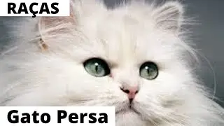 Conheça melhor a raça dos gatos Persas 😺😍🥰