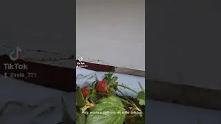 Experimentando con frutillas en palet