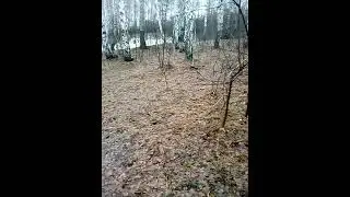 грибы в ноябре грузди поганки