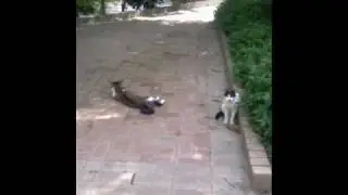 猫夏