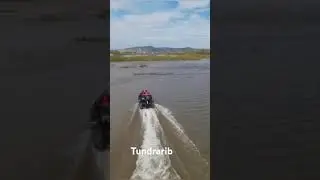 Tundrarib