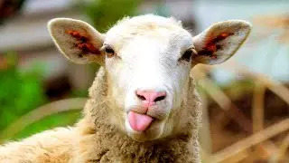Николай Дроздов рассказывает об овцах 🐑