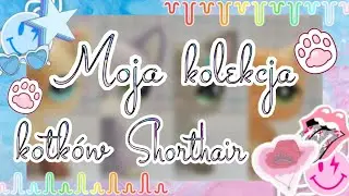 LPS: Moja kolekcja Kotków Shorthair 🐱💖