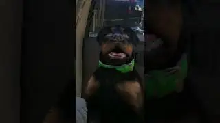 🐕‍🦺Проверка деталей ГТА 5 №27 #shorts #gta #gta5 #юмор