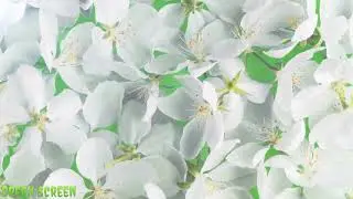 Flower Transition Green Screen l White Flower