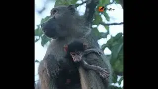 Motherhood in the wild: a balancing act of care and caution. #africansafari #wildlife #animals