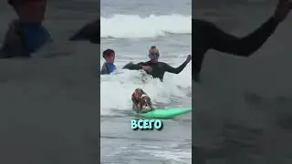 ИНТЕРЕСНЫЙ МИР | ЧЕМПИОНАТ собак-серфингистов 