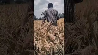 Rice Field Editz