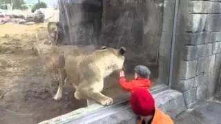 A Lion wants to catch a baby // Un león quiere atrapar un bebé