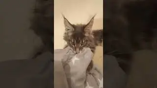 Maine Coon Veles funny kitty #cat #cute #catlover #kitten #animals #мейнкуны #mainecoon #kitty