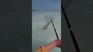 РЫБА КИШИТ!! 