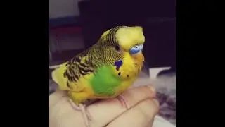 ÇILDIRAN MÎNÎK KUŞ (Remix)