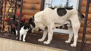 Дружба Алабая и кота || Невероятная Любовь Собаки и Кота || Dog and Cat