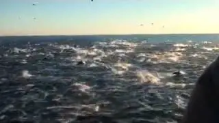 Dolphin Stampede