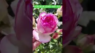 РОЗА «ПЬЕР ДЕ РОНСАР» ПО ПРИЯТНОЙ ЦЕНЕ! #розы #дача #сад #огород