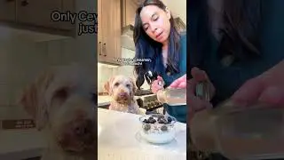 Gut Health Dog Treat Recipe!