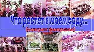 Мой сад в феврале. Что растет в моем саду.