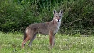 Coyote Double Down - 4K footage