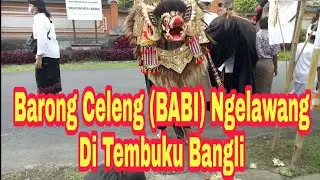 Barong Celeng Ngelawang Galungan Di Tembuku Bangli