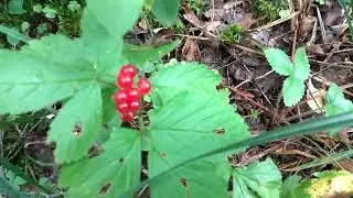 Как растет ягода костяника