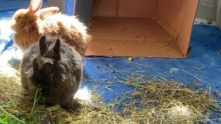 Small cute bunny eating greens