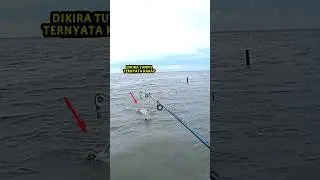 Panic-inducing..!! I thought it was a tumpil fish that ate the bait, but it turned out to be a wh...