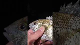 Ловля весеннего ласкиря. Морская рыбалка в Крыму.