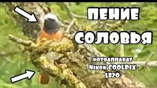 🐹как ВЫГЛЯДИТ и ПОËТ СОЛОВЕЙ #animals #nature #birds