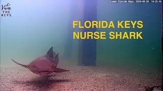 L👀K! This nurse shark on the prowl! #vivathekeys #underwater #livestream