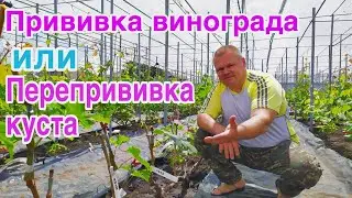 Прививка винограда или перепрививка виноградного куста